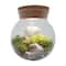 MossBowl - Grown Your Own Serene and Tranquil Oasis